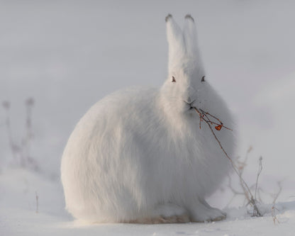 Arctic Hare in Snow