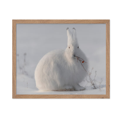 Arctic Hare in Snow