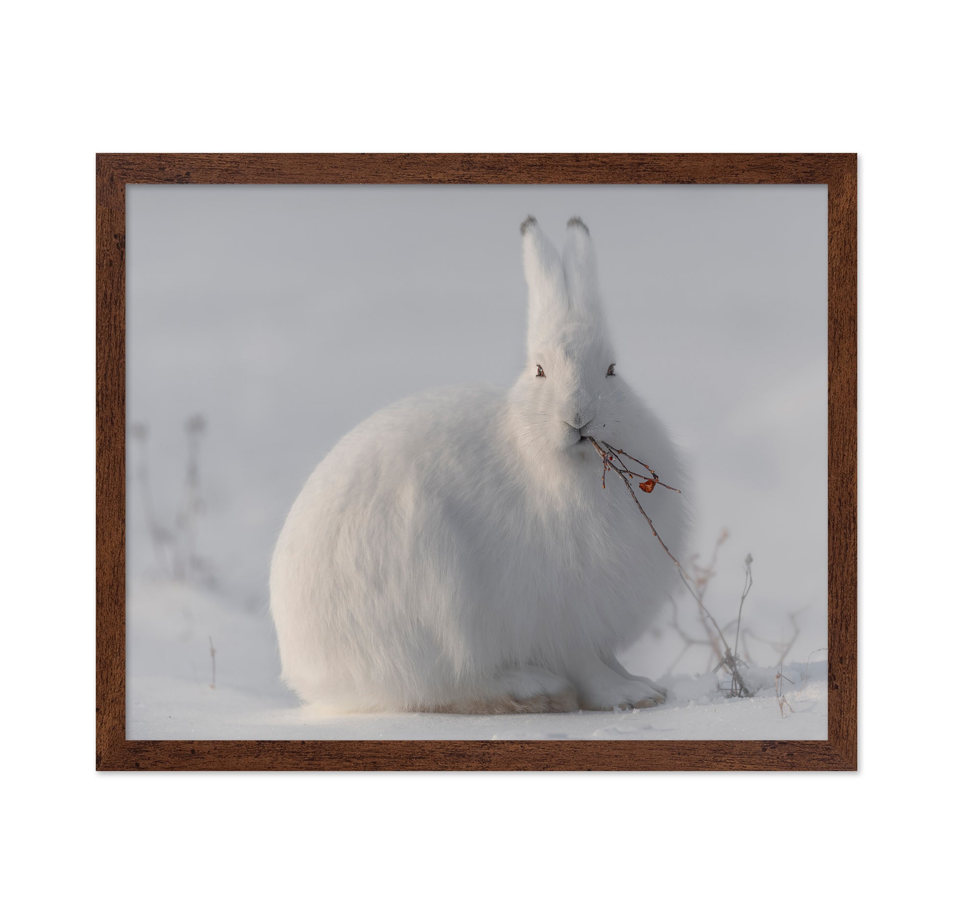 Arctic Hare in Snow