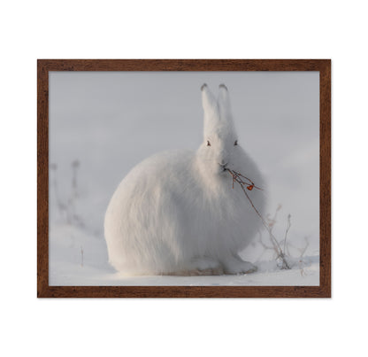 Arctic Hare in Snow