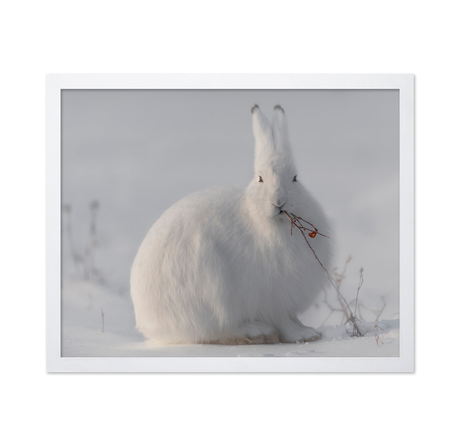 Arctic Hare in Snow
