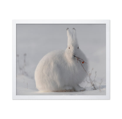 Arctic Hare in Snow