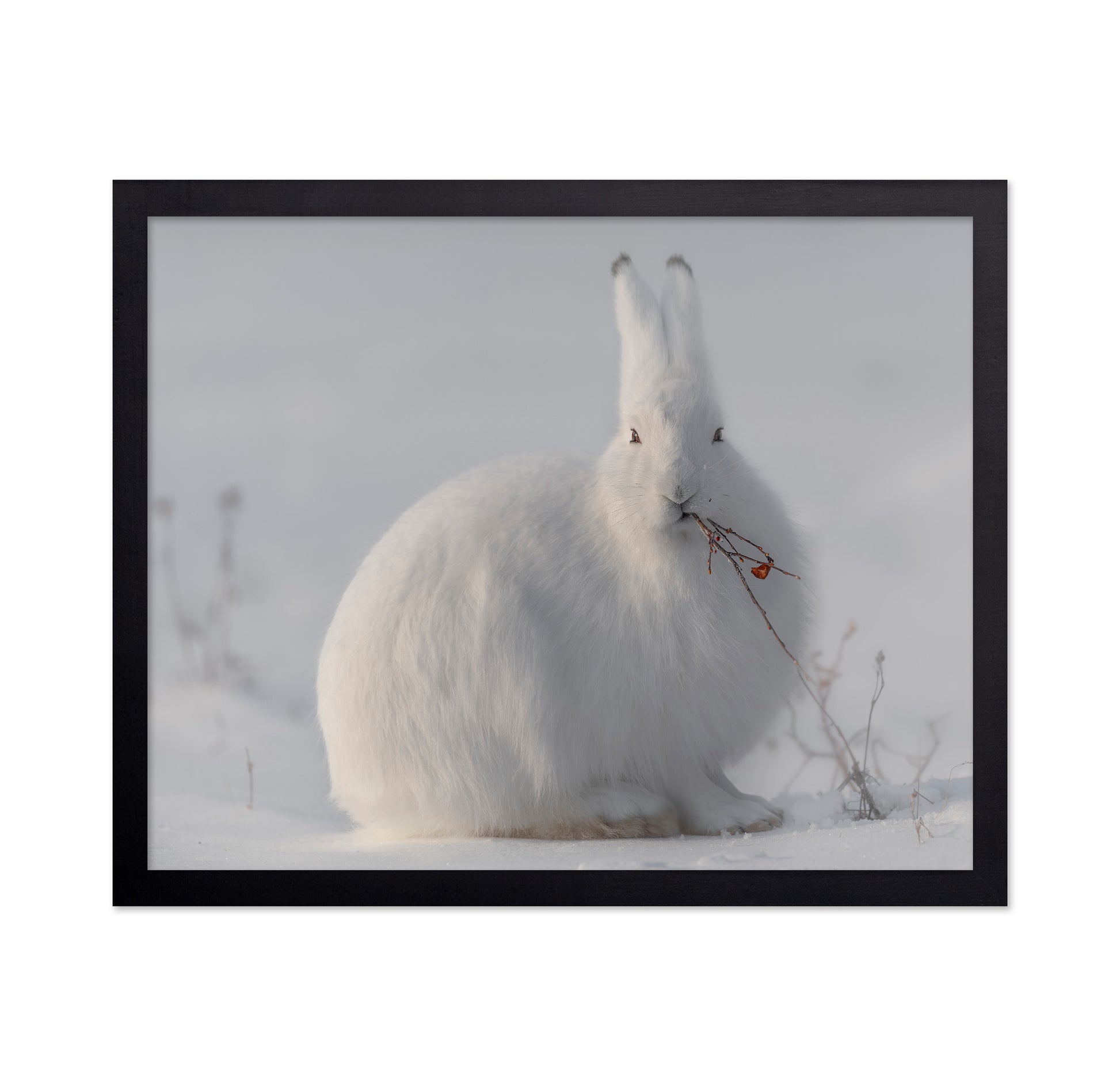 Arctic Hare in Snow