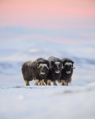 Muskox Trio