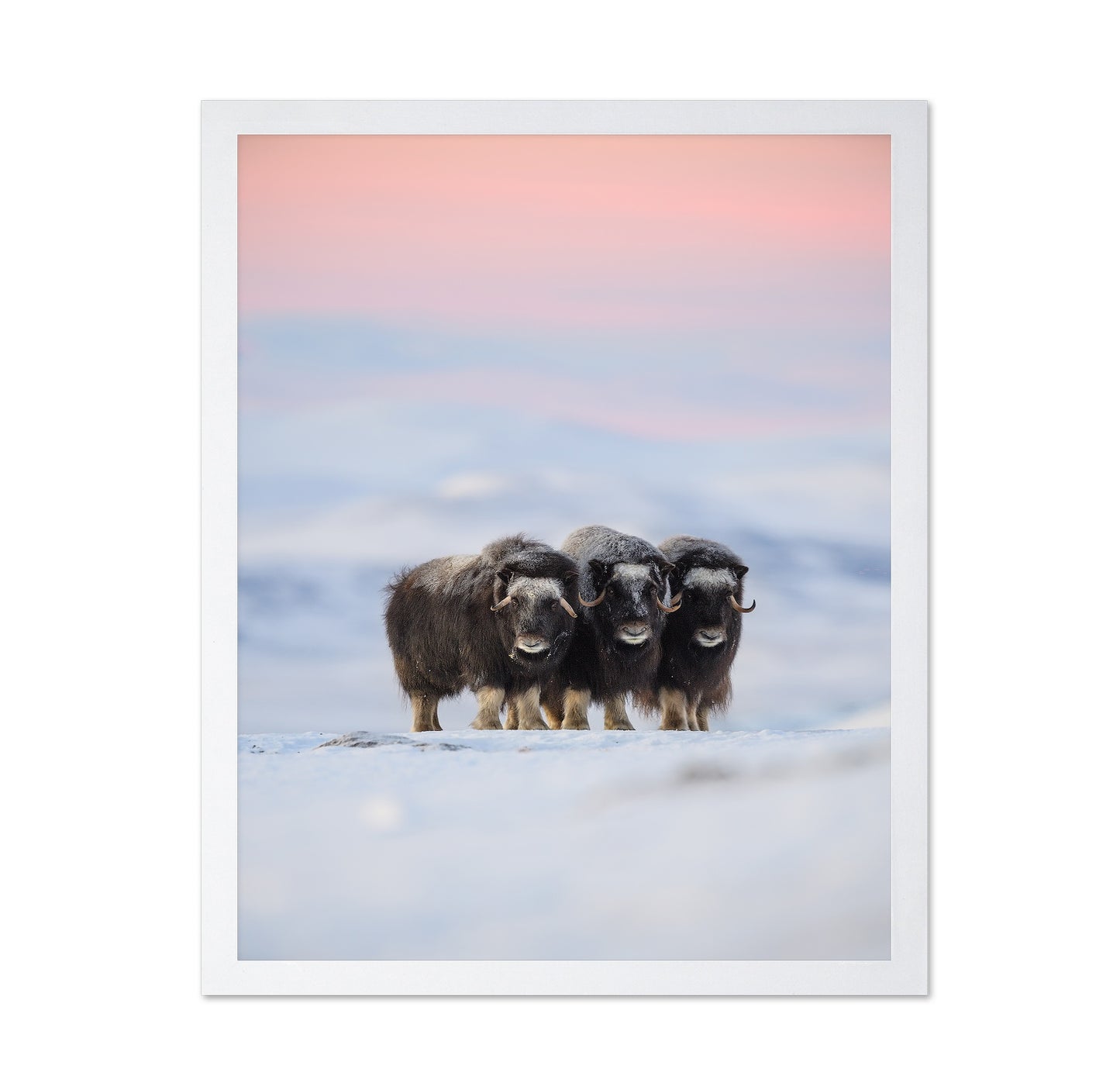 Muskox Trio