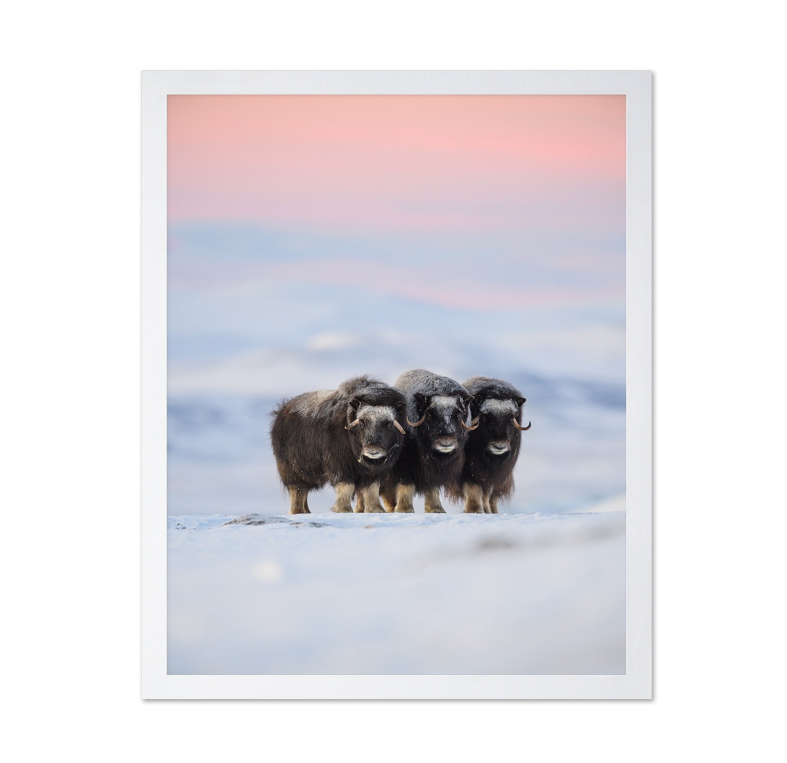 Muskox Trio