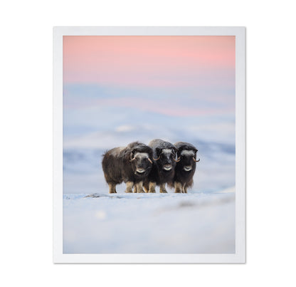 Muskox Trio