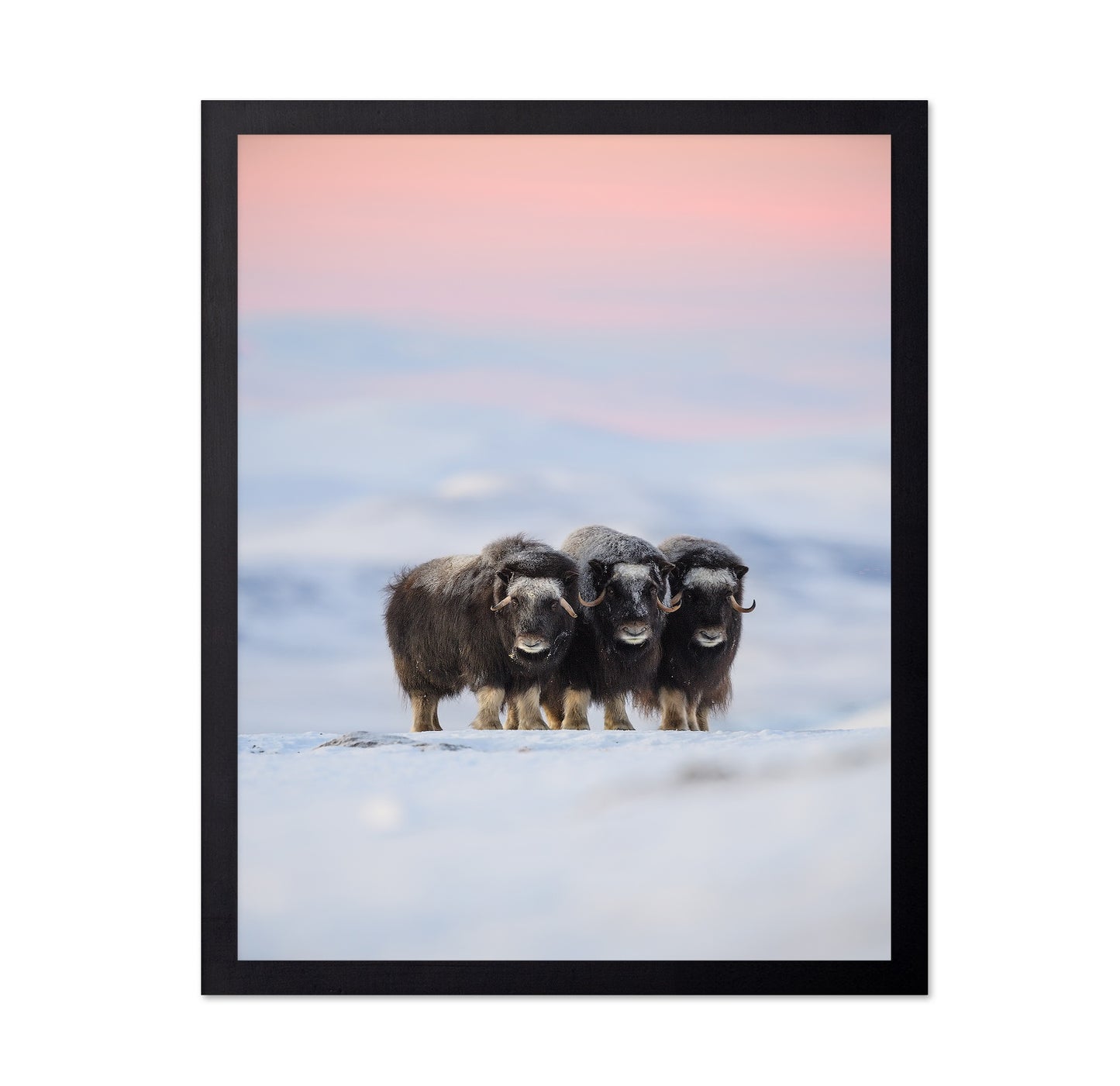 Muskox Trio