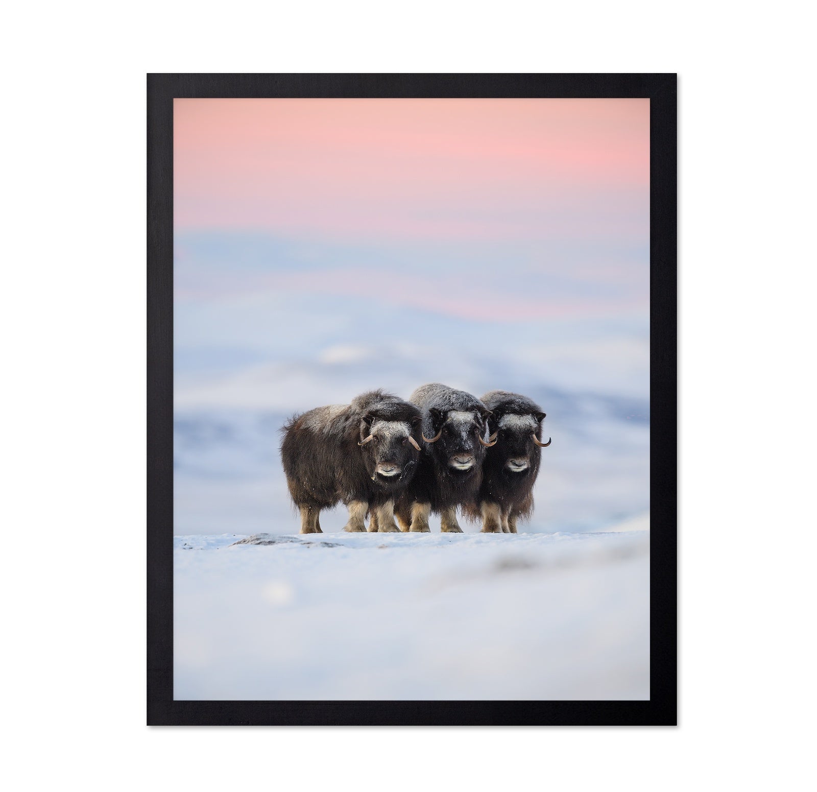 Muskox Trio