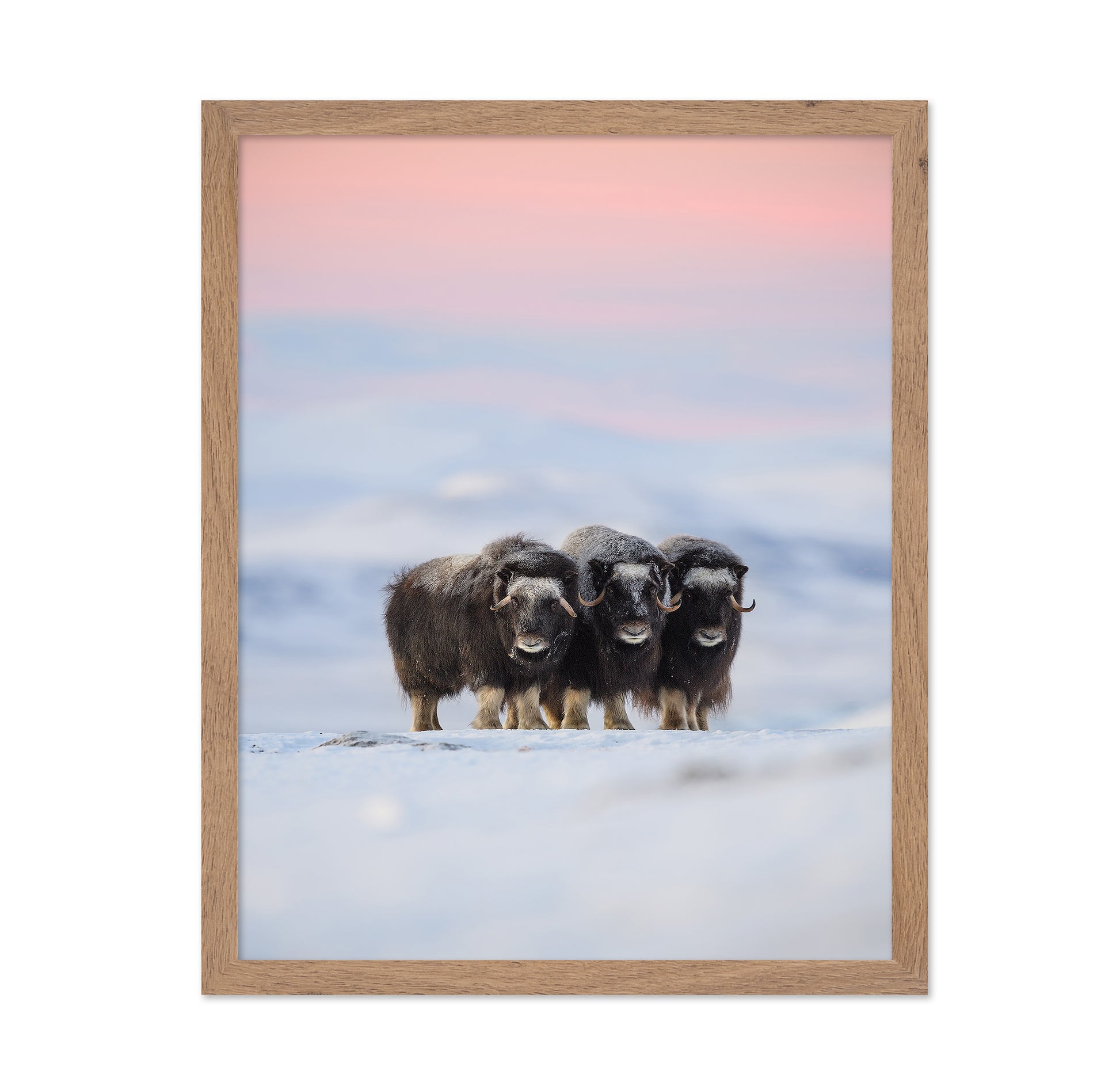 Muskox Trio