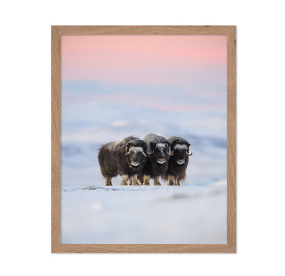 Muskox Trio