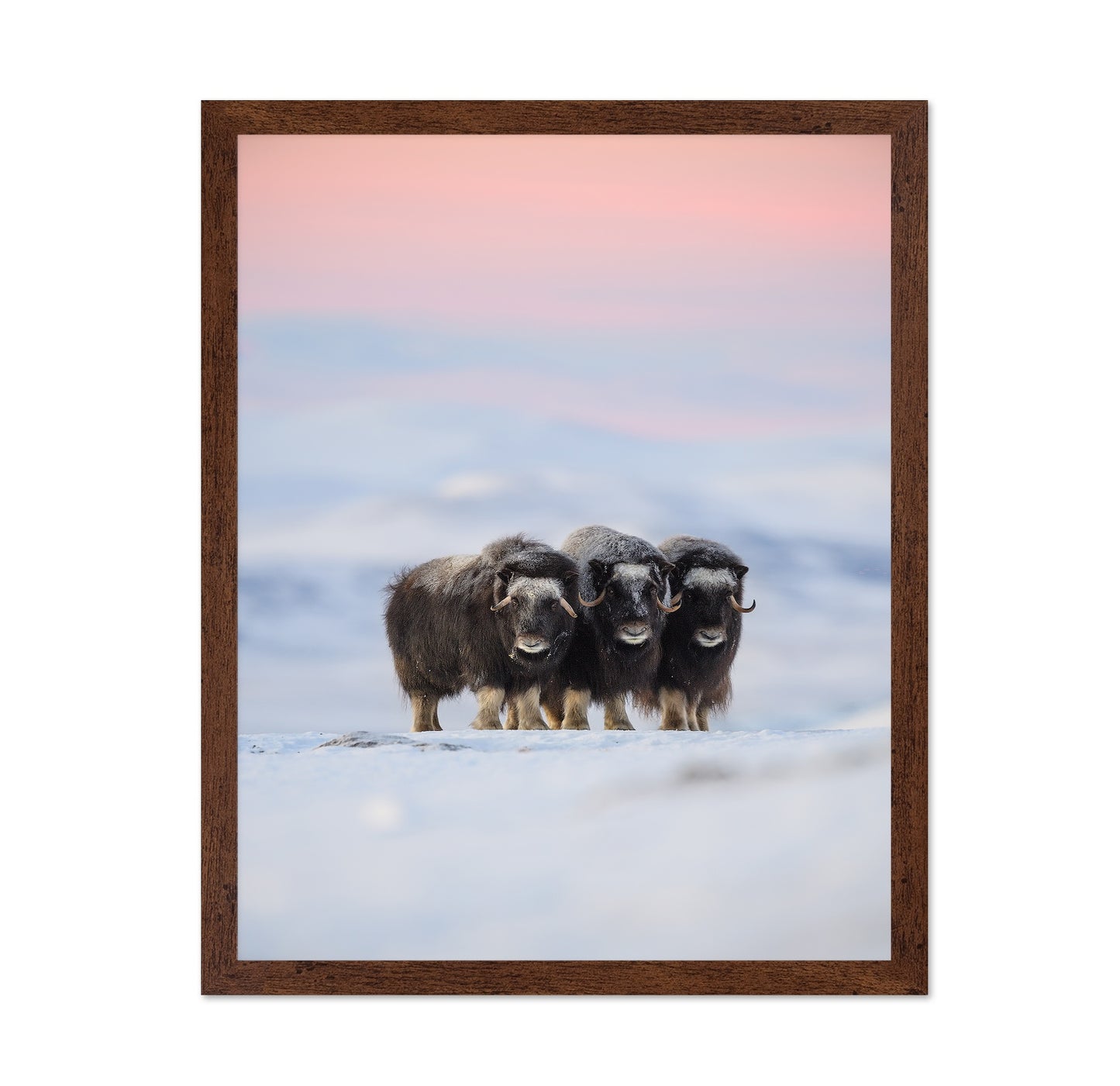 Muskox Trio