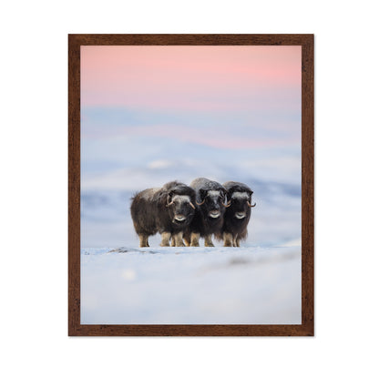 Muskox Trio