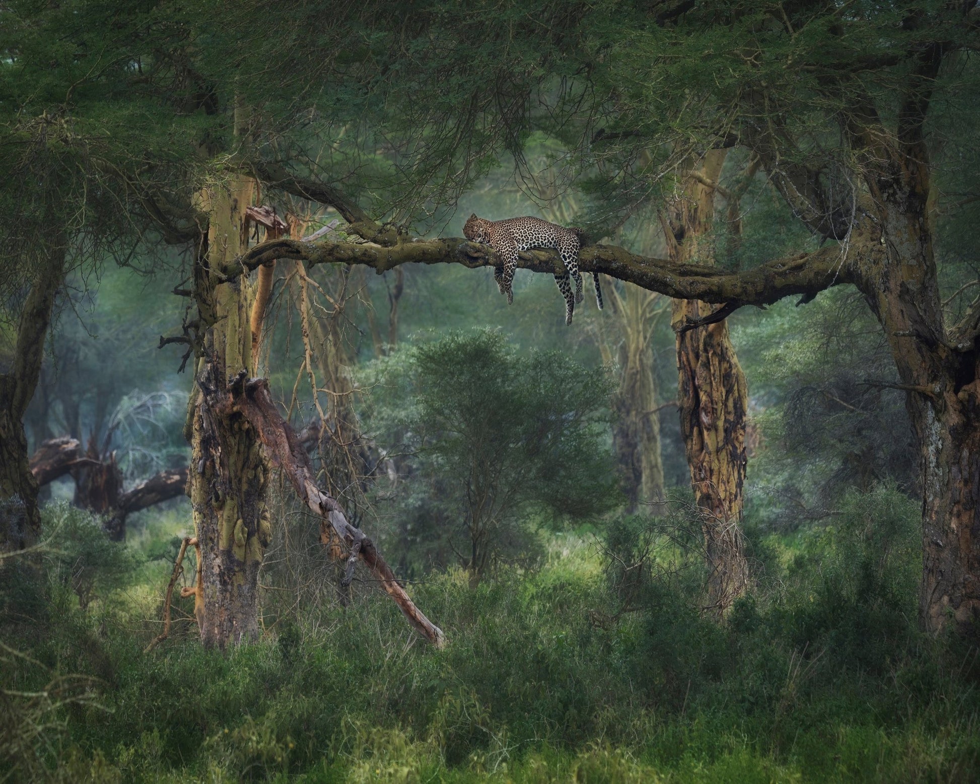 Leopard on Tree