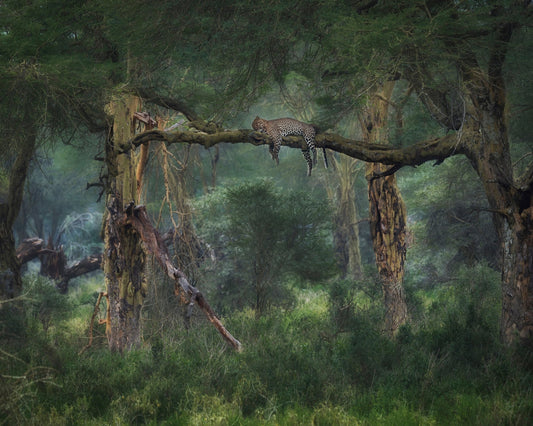 Leopard on Tree