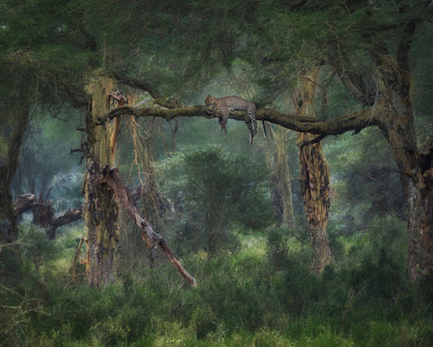 Leopard on Tree