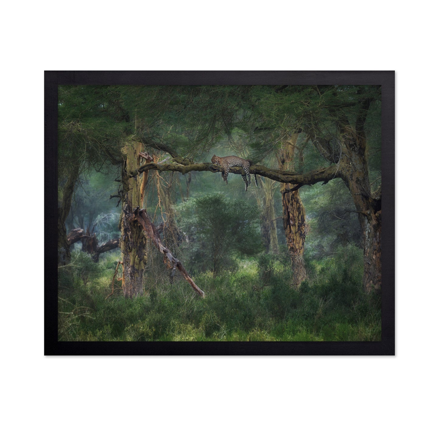 Leopard on Tree