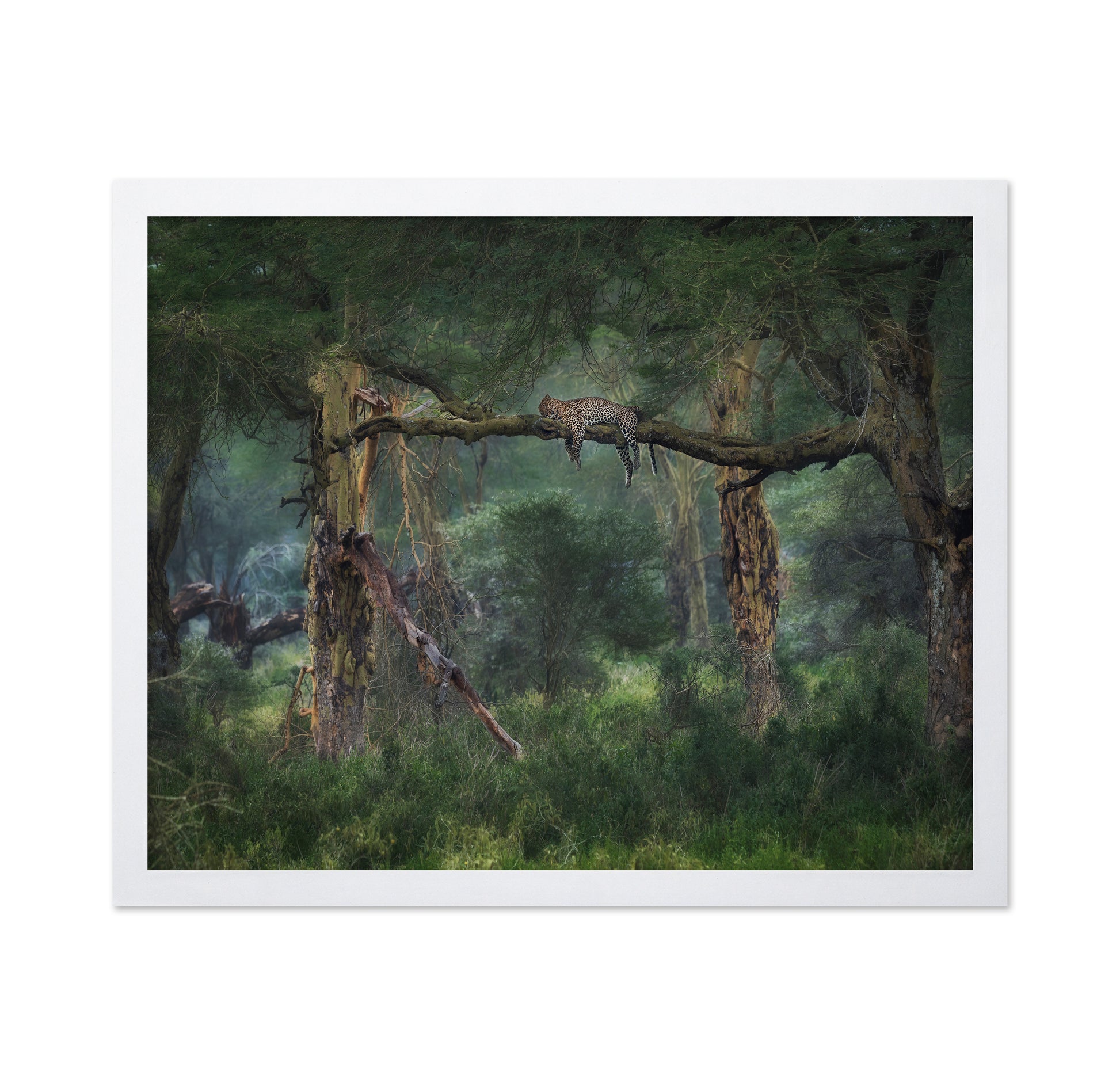Leopard on Tree
