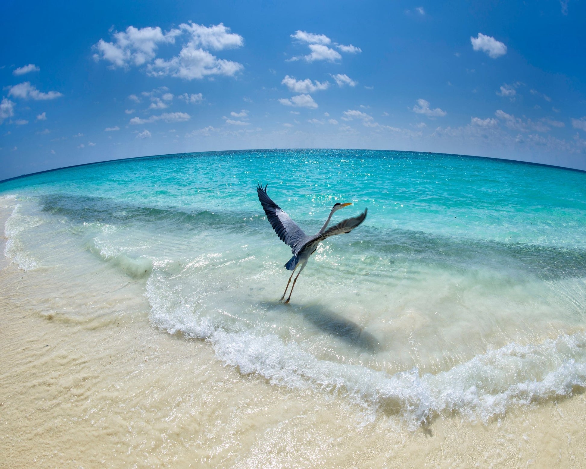 Heron Takeoff No1