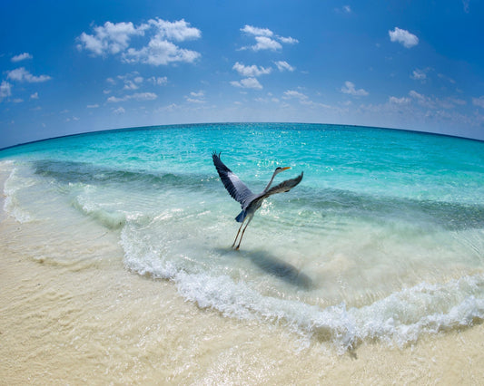 Heron Takeoff No1