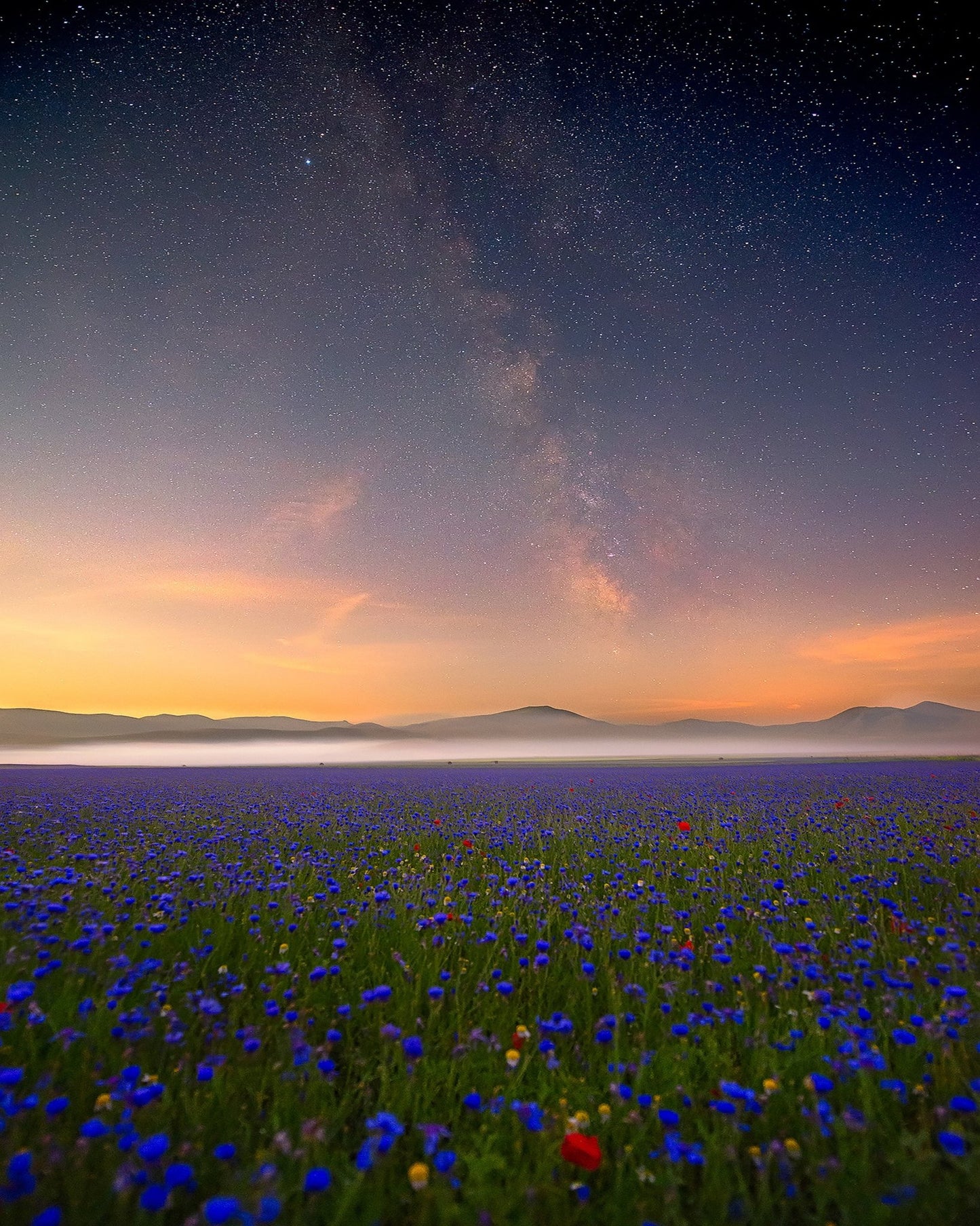 Milky Way Meadow