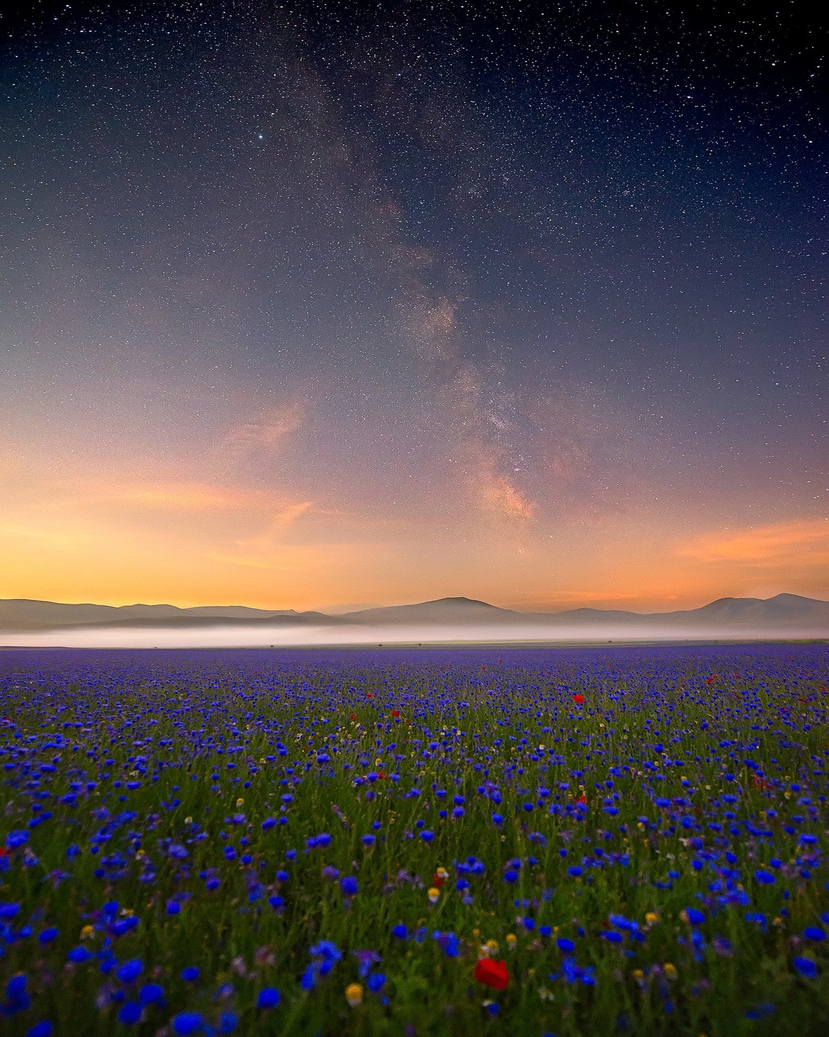 Milky Way Meadow