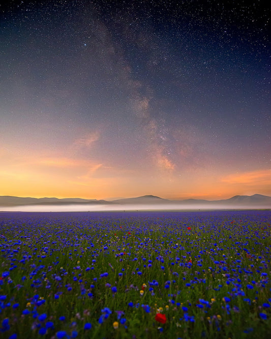 Milky Way Meadow