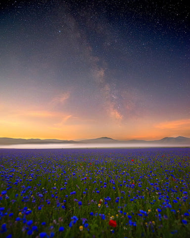 Milky Way Meadow