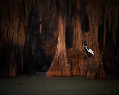 Egret in Cypress