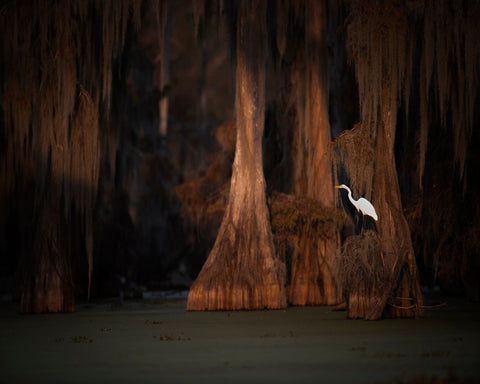 Egret in Cypress