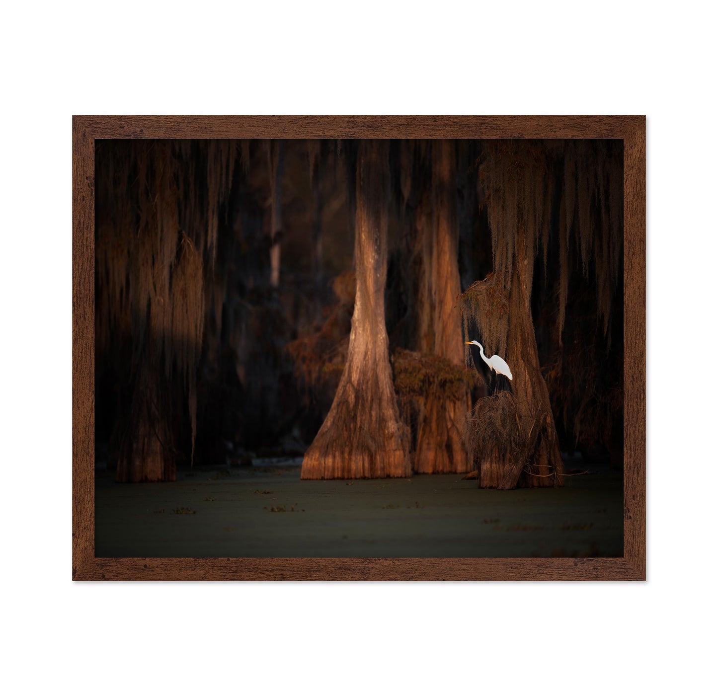 Egret in Cypress