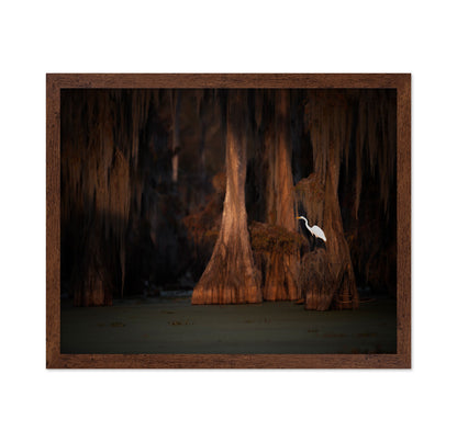 Egret in Cypress
