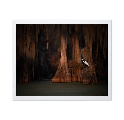 Egret in Cypress