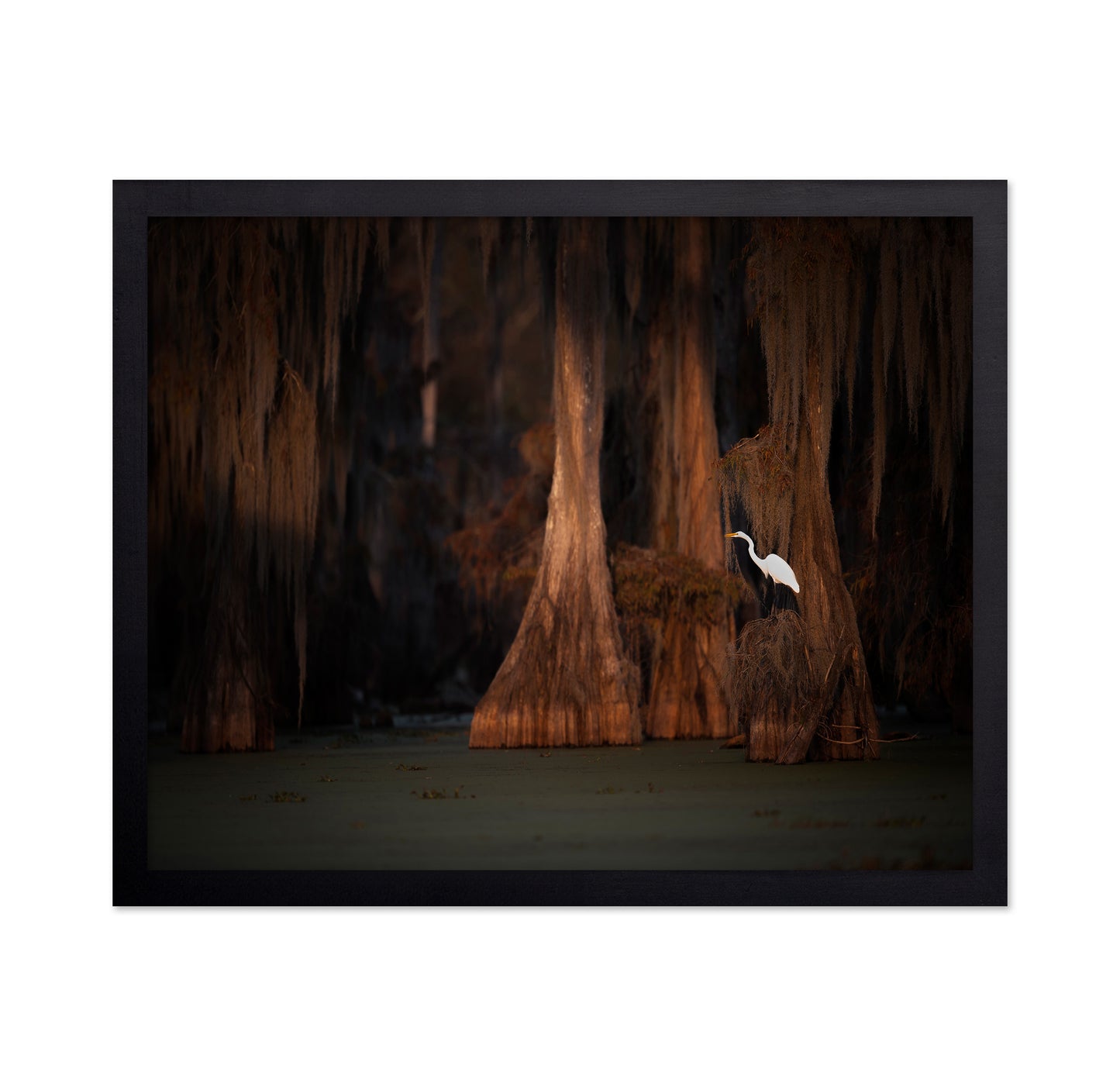 Egret in Cypress