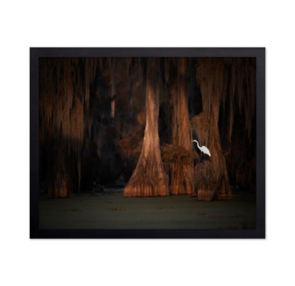 Egret in Cypress