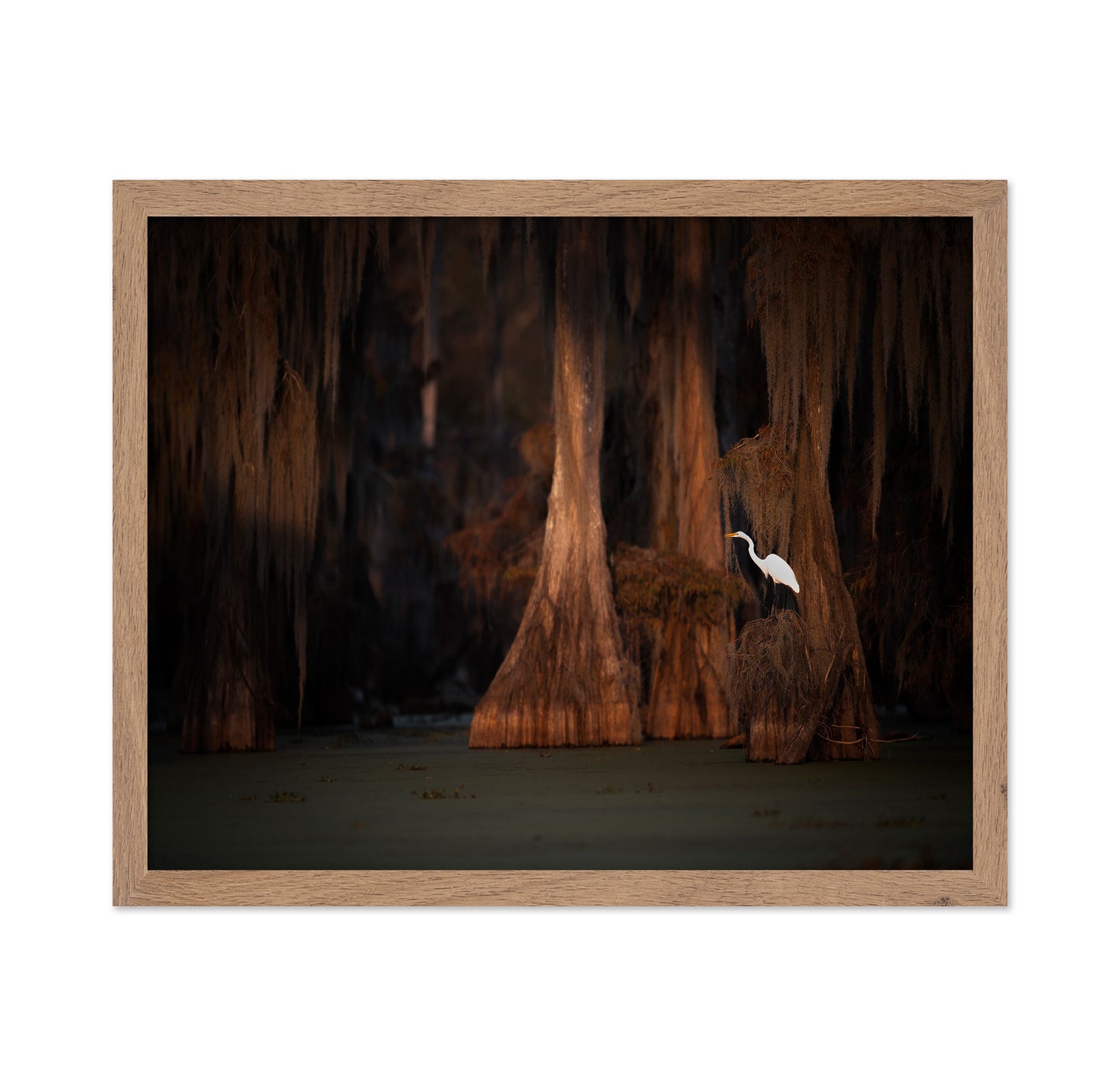 Egret in Cypress