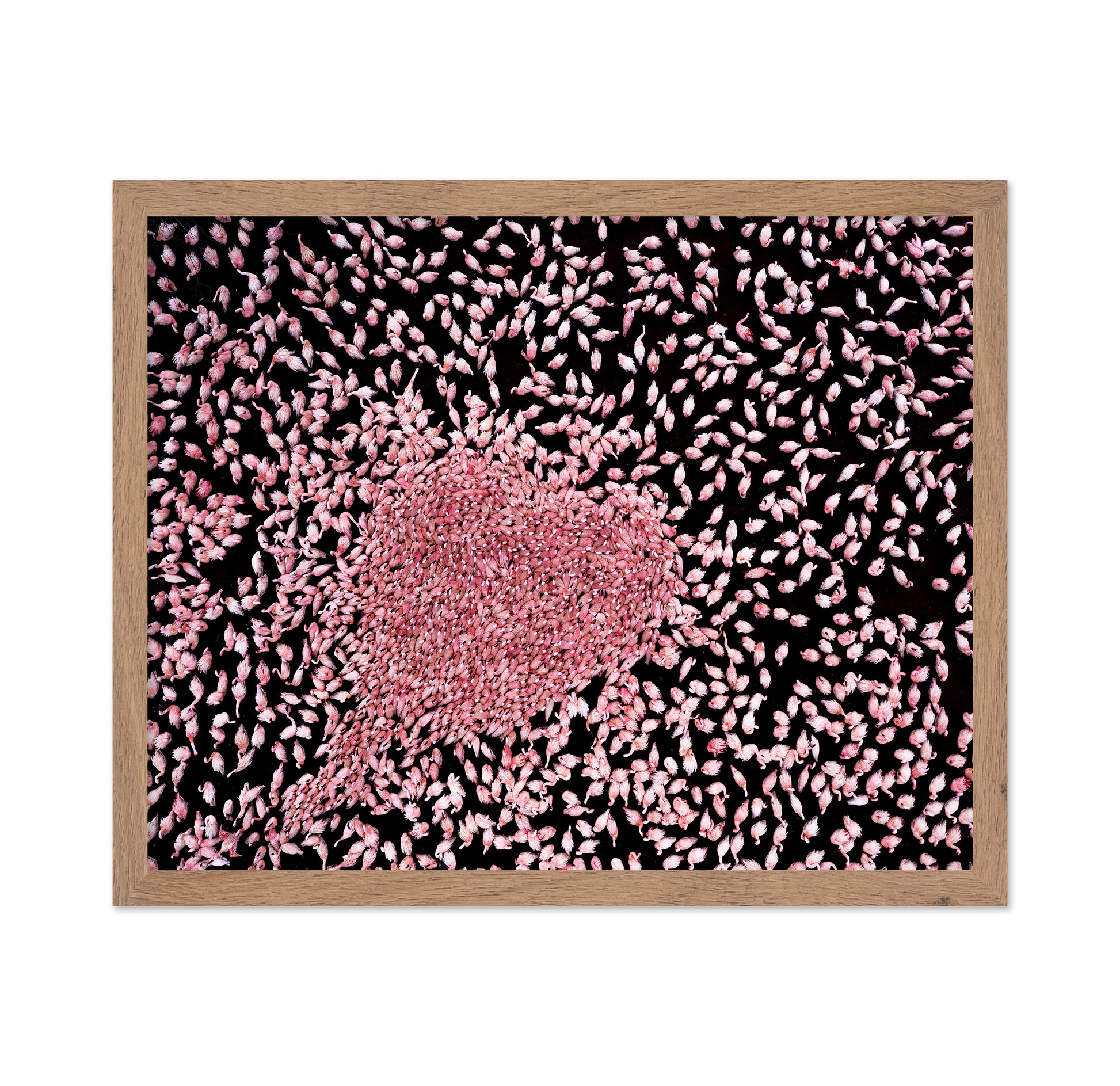 Flamingo Heart No1