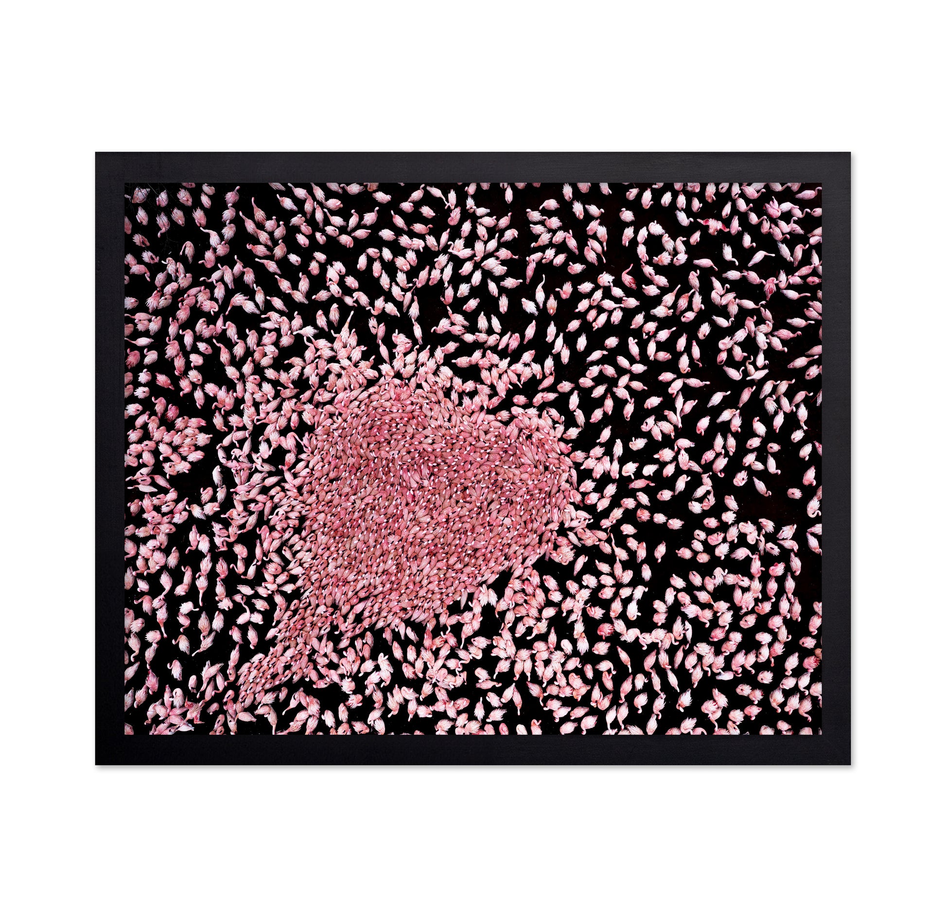 Flamingo Heart No1