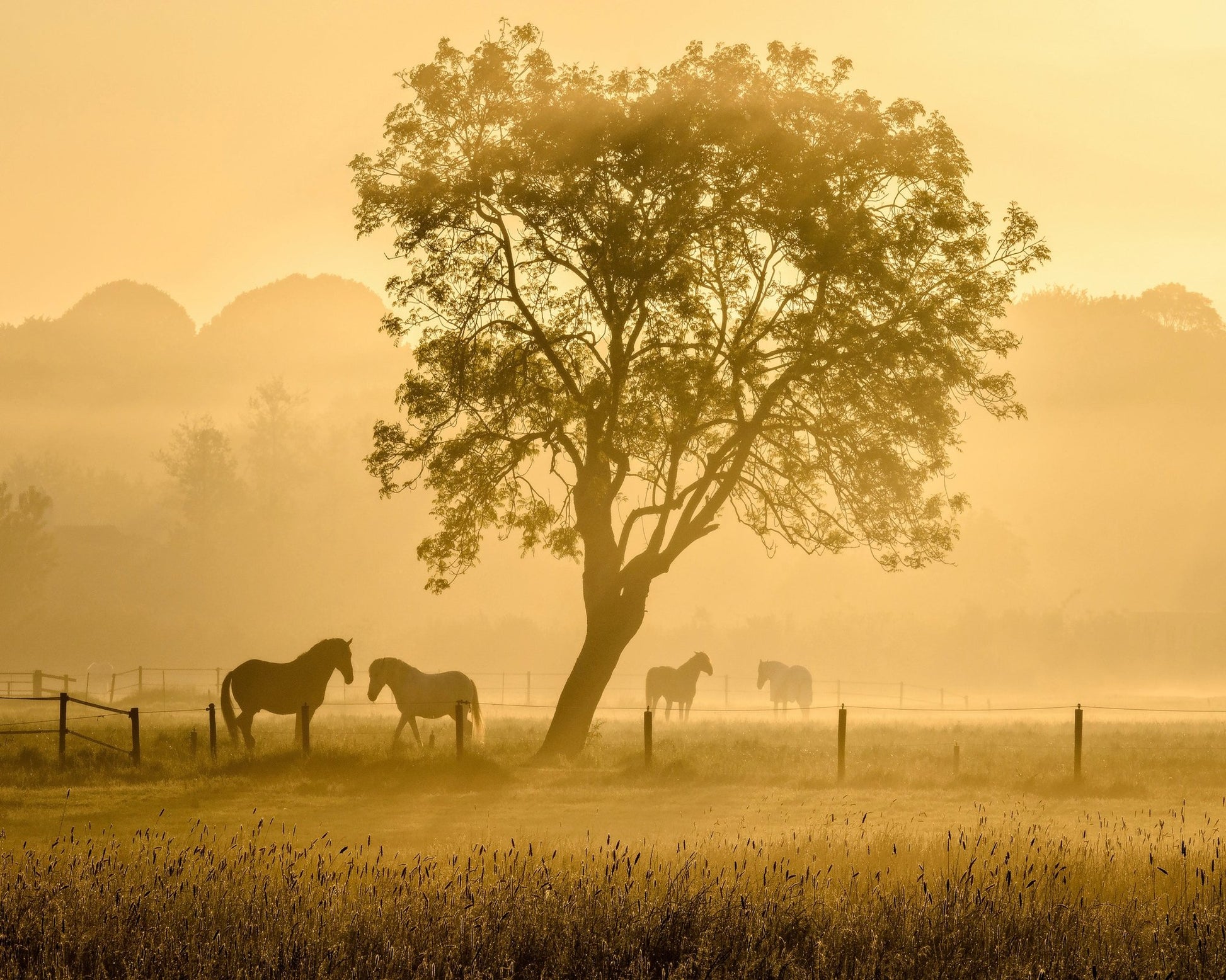 Horses in Morning Mist