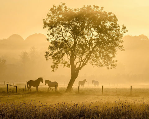 Horses in Morning Mist