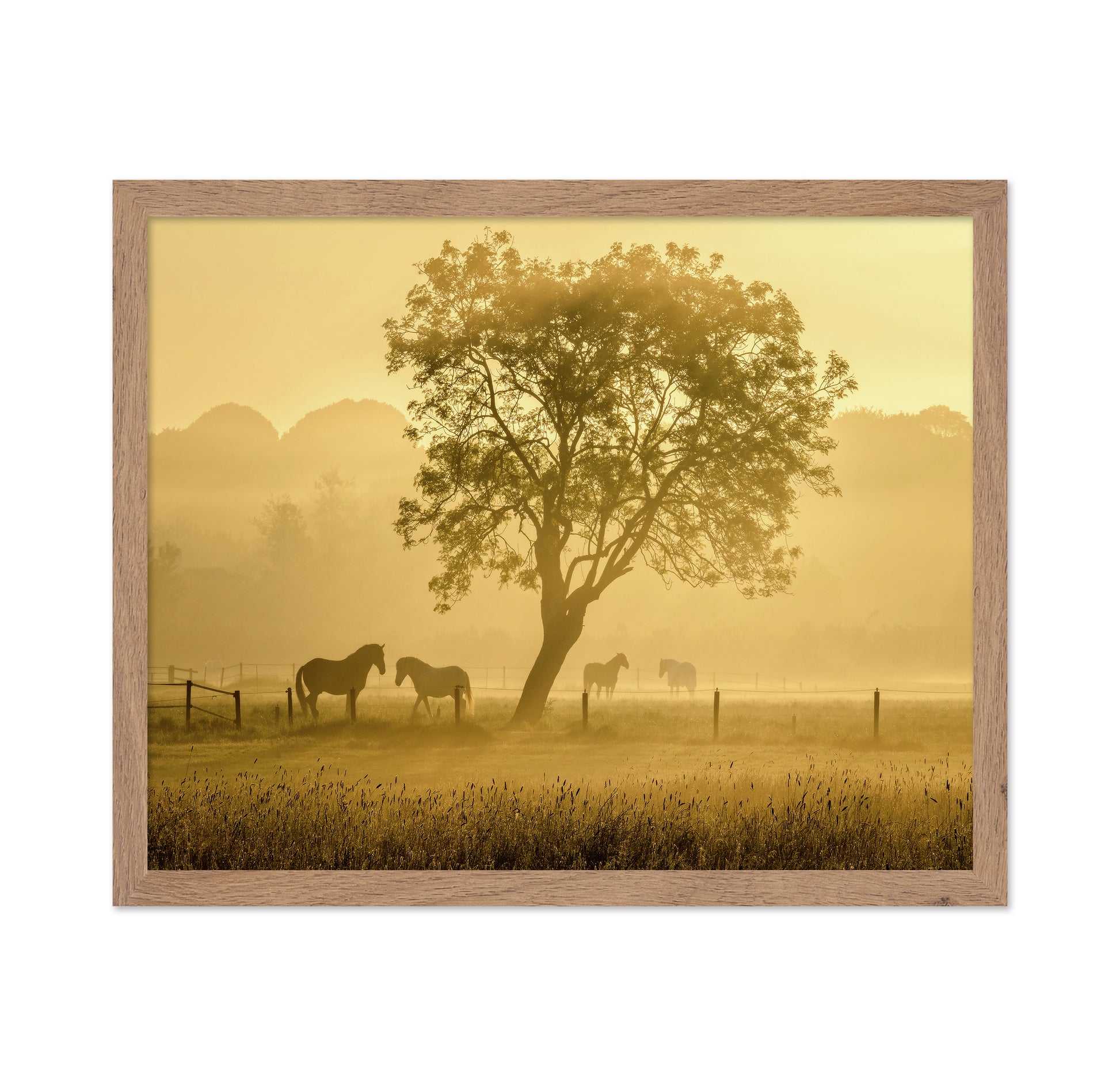 Horses in Morning Mist