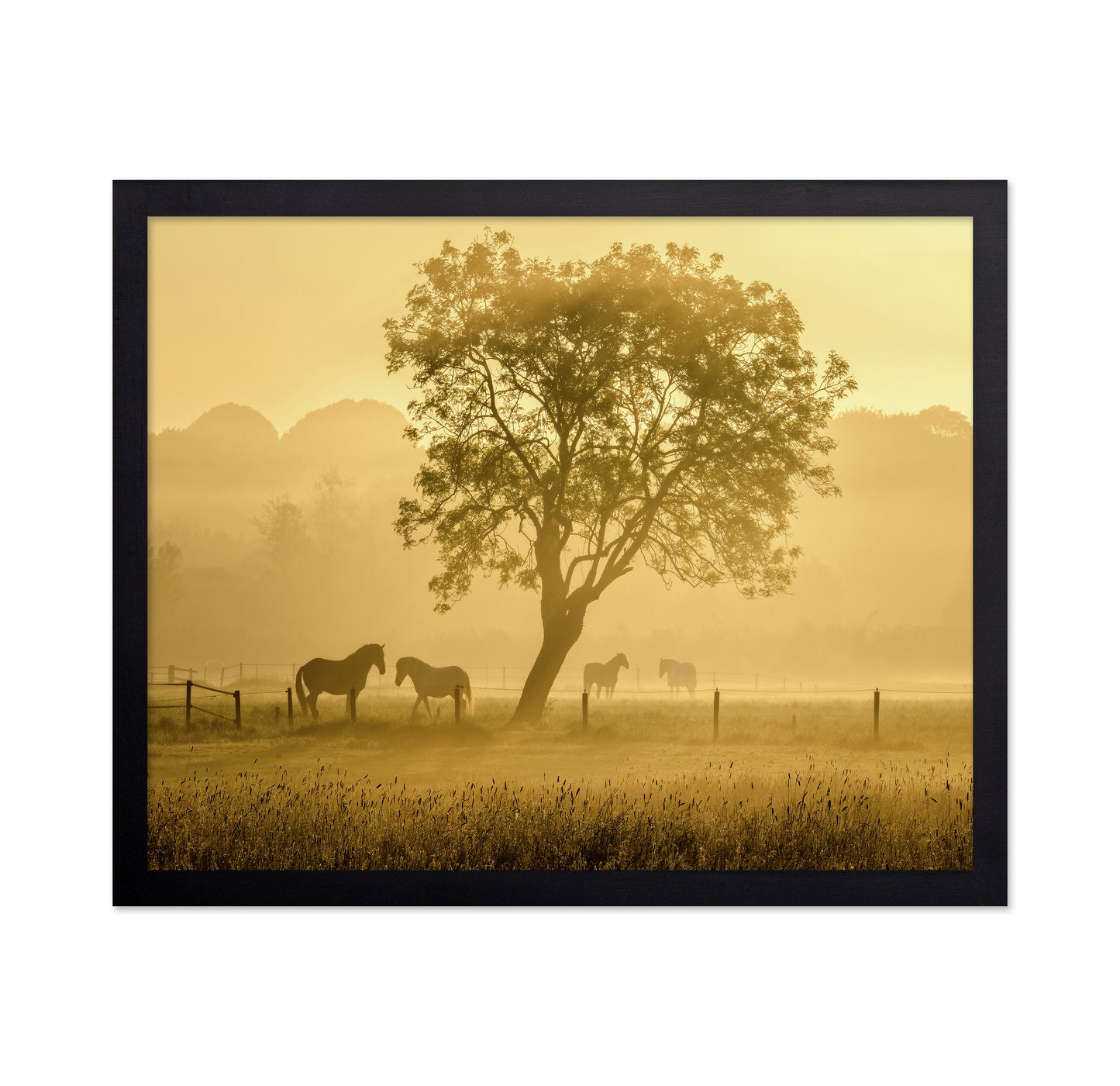 Horses in Morning Mist