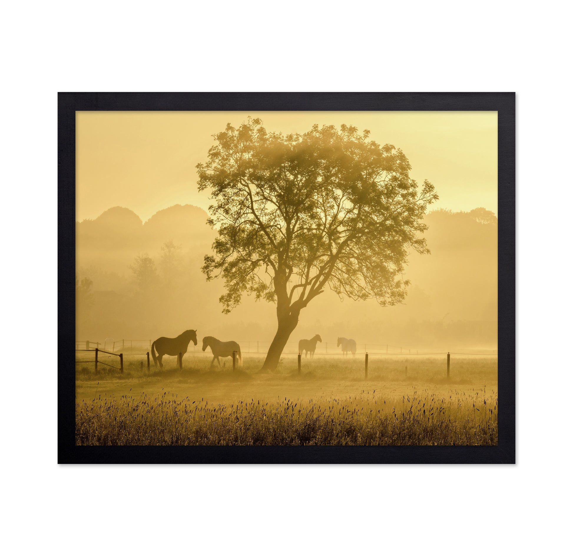 Horses in Morning Mist
