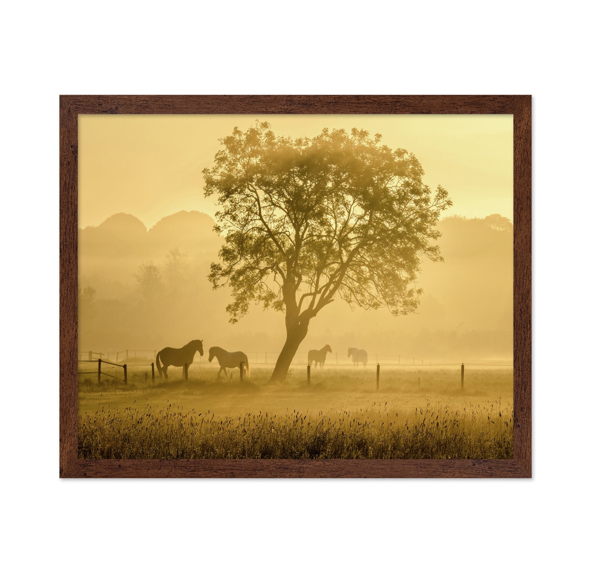Horses in Morning Mist