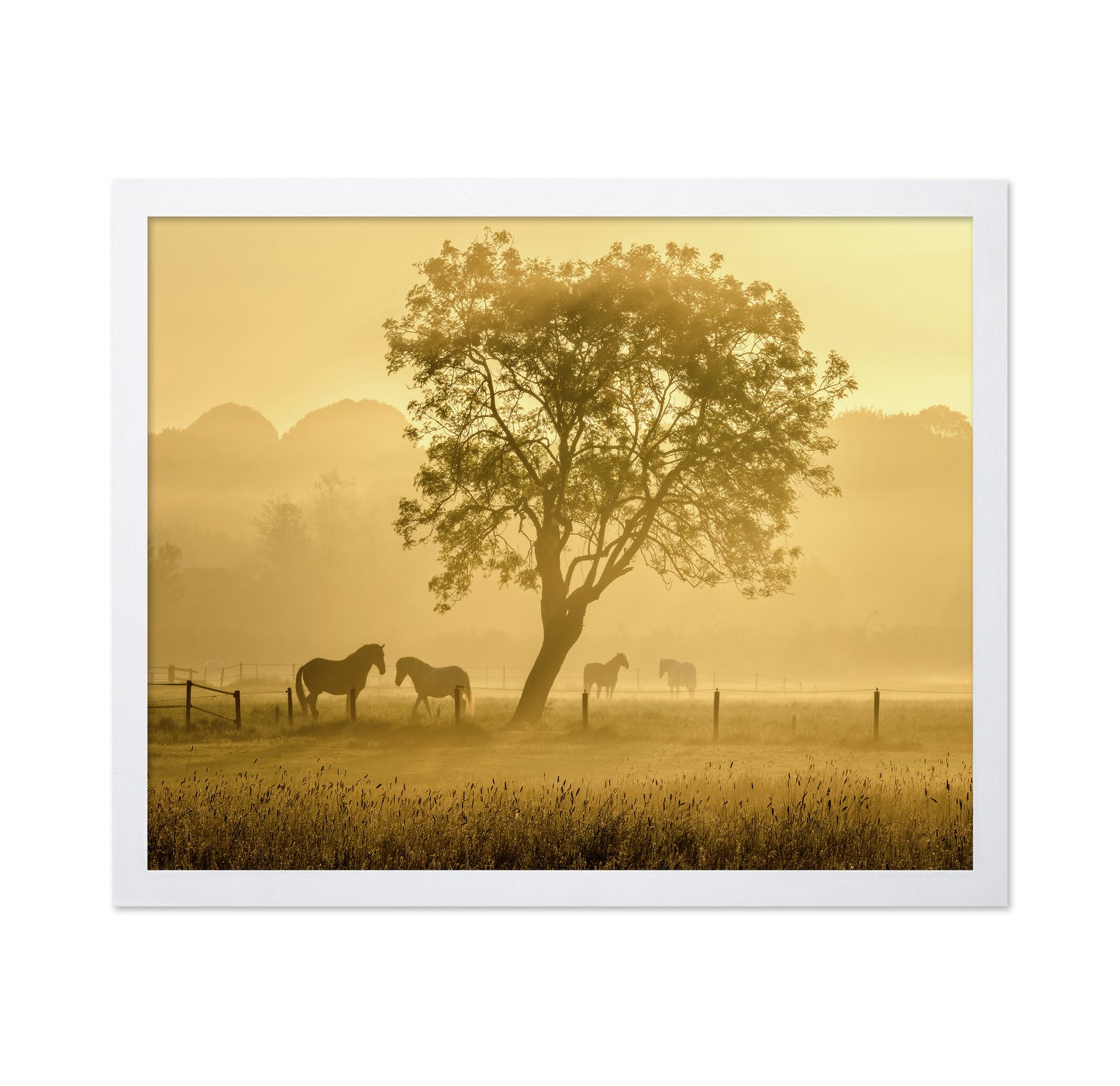 Horses in Morning Mist