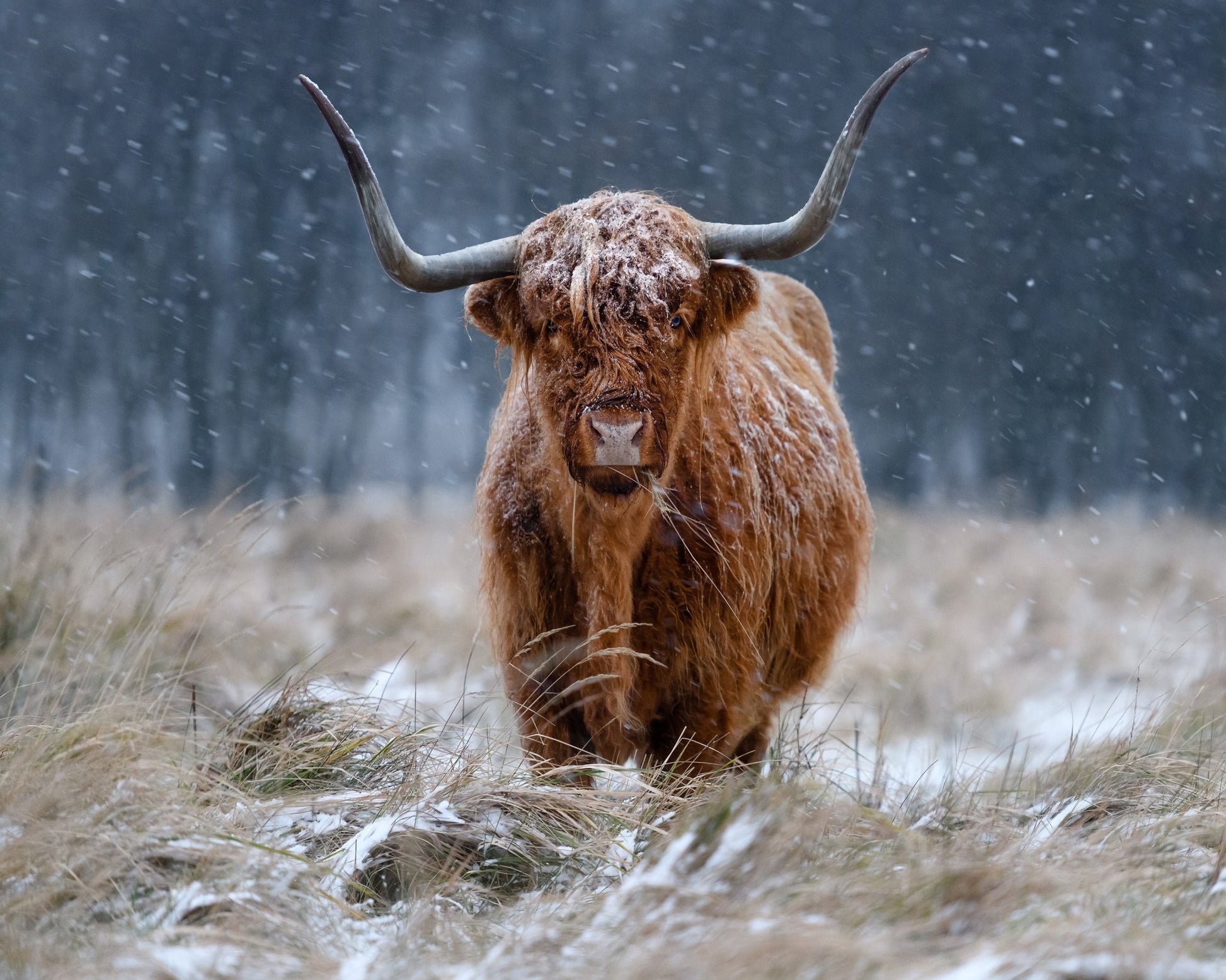 Highland Cow Snow
