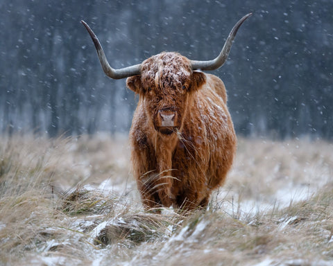 Highland Cow Snow