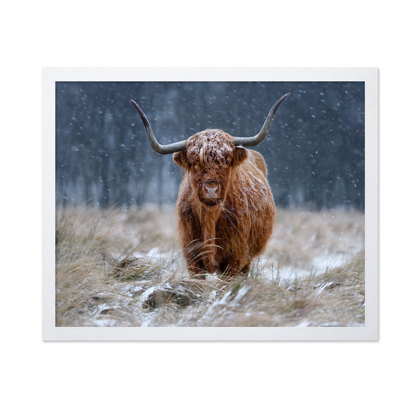 Highland Cow Snow