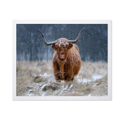 Highland Cow Snow