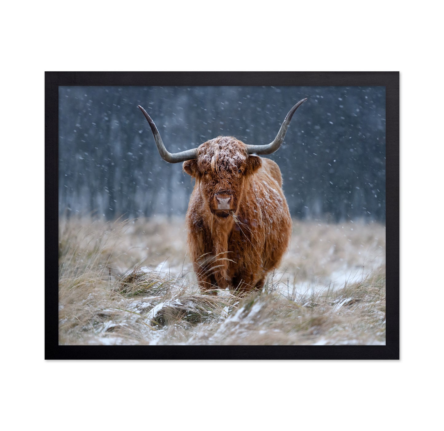 Highland Cow Snow